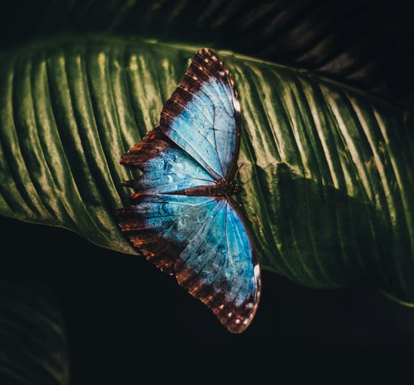 Blue butterfly